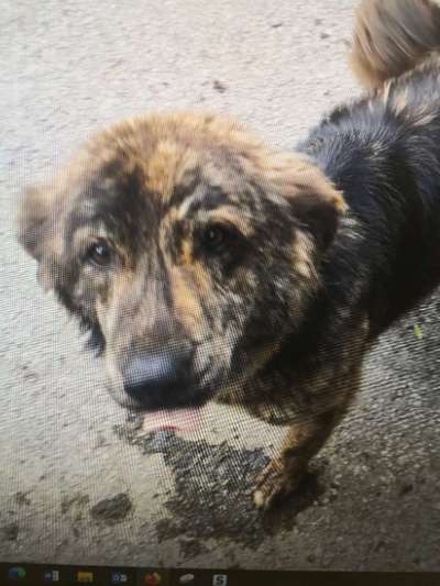 Tierschutzhunde suchen ein Zuhause-Beitrag-Bild