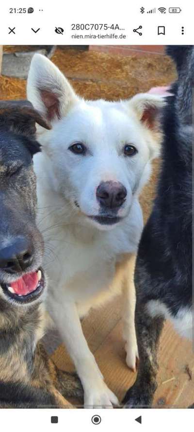 Tierschutzhunde suchen ein Zuhause-Beitrag-Bild