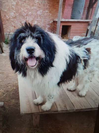 Tierschutzhunde suchen ein Zuhause-Beitrag-Bild