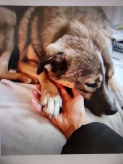 Tierschutzhunde suchen ein Zuhause-Beitrag-Bild