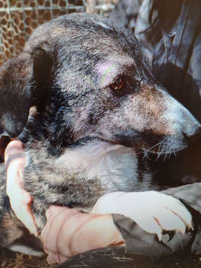 Tierschutzhunde suchen ein Zuhause-Beitrag-Bild