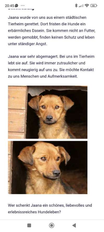 Tierschutzhunde suchen ein Zuhause-Beitrag-Bild