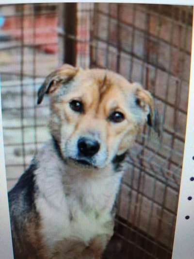 Tierschutzhunde suchen ein Zuhause-Beitrag-Bild