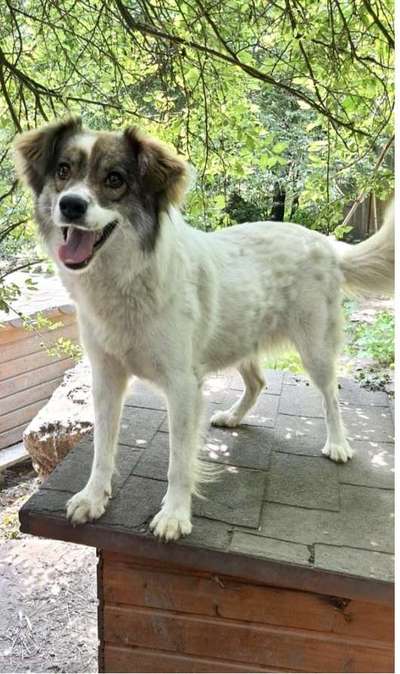 Tierschutzhunde suchen ein Zuhause-Beitrag-Bild