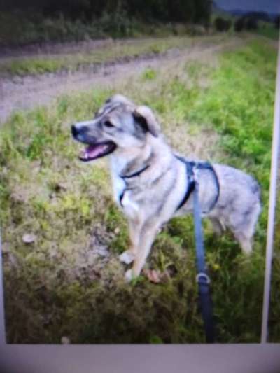 Tierschutzhunde suchen ein Zuhause-Beitrag-Bild