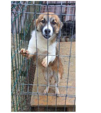 Tierschutzhunde suchen ein Zuhause-Beitrag-Bild