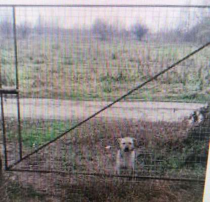 Tierschutzhunde suchen ein Zuhause-Beitrag-Bild