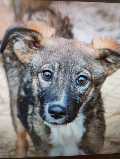 Tierschutzhunde suchen ein Zuhause-Beitrag-Bild