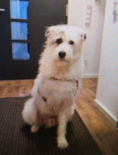 Tierschutzhunde suchen ein Zuhause-Beitrag-Bild