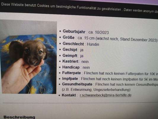 Tierschutzhunde suchen ein Zuhause-Beitrag-Bild