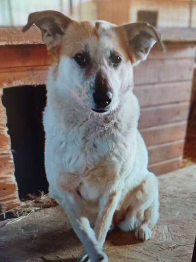 Tierschutzhunde suchen ein Zuhause-Beitrag-Bild
