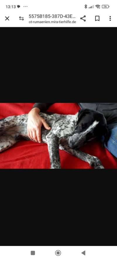 Tierschutzhunde suchen ein Zuhause-Beitrag-Bild