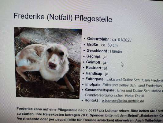 Tierschutzhunde suchen ein Zuhause-Beitrag-Bild