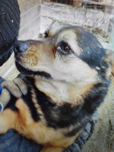 Tierschutzhunde suchen ein Zuhause-Beitrag-Bild