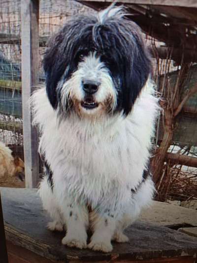 Tierschutzhunde suchen ein Zuhause-Beitrag-Bild