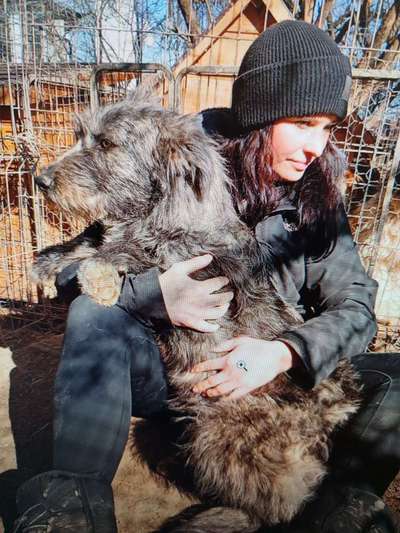 Tierschutzhunde suchen ein Zuhause-Beitrag-Bild