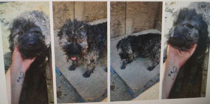 Tierschutzhunde suchen ein Zuhause-Beitrag-Bild