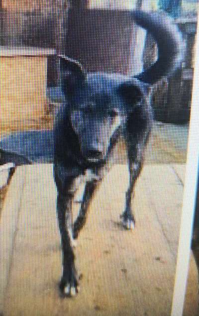 Tierschutzhunde suchen ein Zuhause-Beitrag-Bild