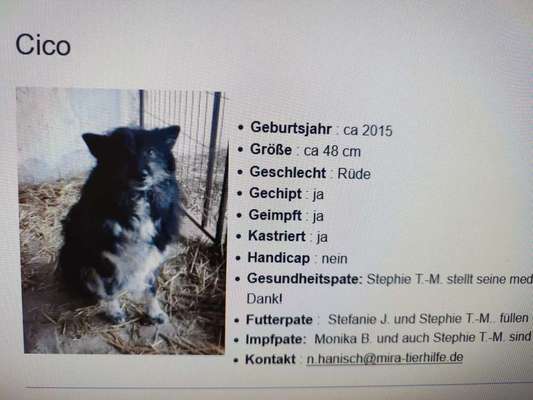 Tierschutzhunde suchen ein Zuhause-Beitrag-Bild