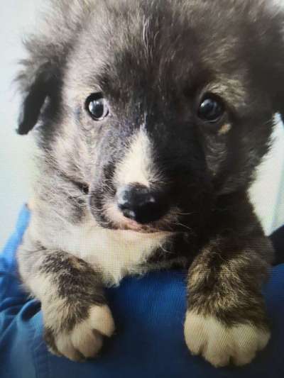 Tierschutzhunde suchen ein Zuhause-Beitrag-Bild