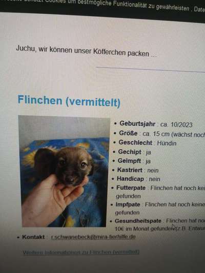 Tierschutzhunde suchen ein Zuhause-Beitrag-Bild