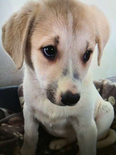 Tierschutzhunde suchen ein Zuhause-Beitrag-Bild