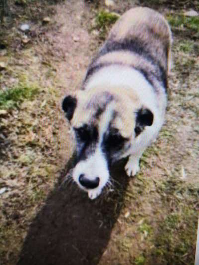 Tierschutzhunde suchen ein Zuhause-Beitrag-Bild