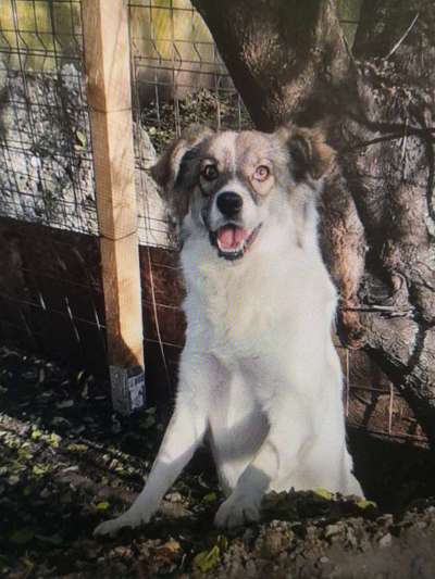 Tierschutzhunde suchen ein Zuhause-Beitrag-Bild