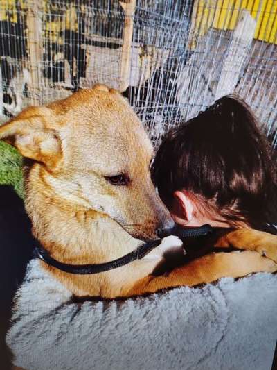 Tierschutzhunde suchen ein Zuhause-Beitrag-Bild