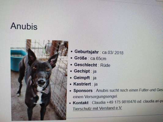 Tierschutzhunde suchen ein Zuhause-Beitrag-Bild
