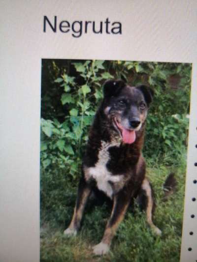 Tierschutzhunde suchen ein Zuhause-Beitrag-Bild