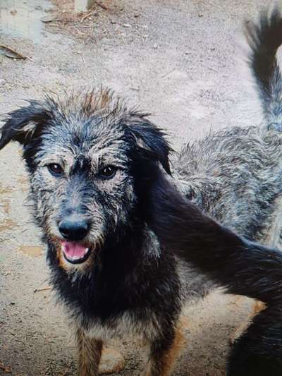 Tierschutzhunde suchen ein Zuhause-Beitrag-Bild