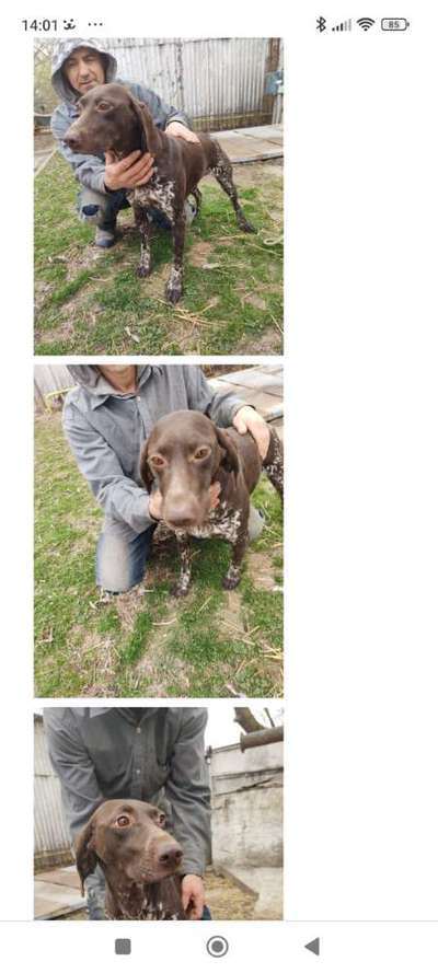 Tierschutzhunde suchen ein Zuhause-Beitrag-Bild