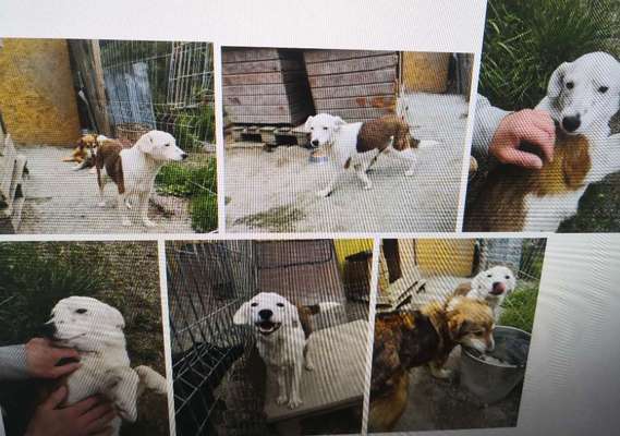 Tierschutzhunde suchen ein Zuhause-Beitrag-Bild