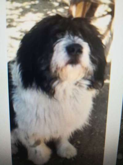 Tierschutzhunde suchen ein Zuhause-Beitrag-Bild