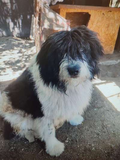 Tierschutzhunde suchen ein Zuhause-Beitrag-Bild