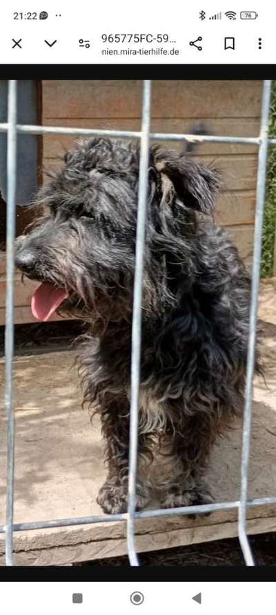 Tierschutzhunde suchen ein Zuhause-Beitrag-Bild