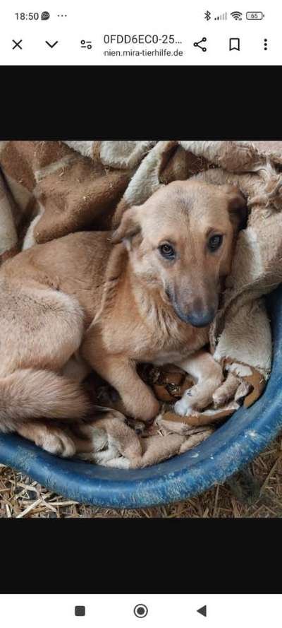 Tierschutzhunde suchen ein Zuhause-Beitrag-Bild