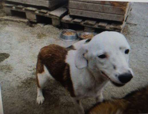 Tierschutzhunde suchen ein Zuhause-Beitrag-Bild