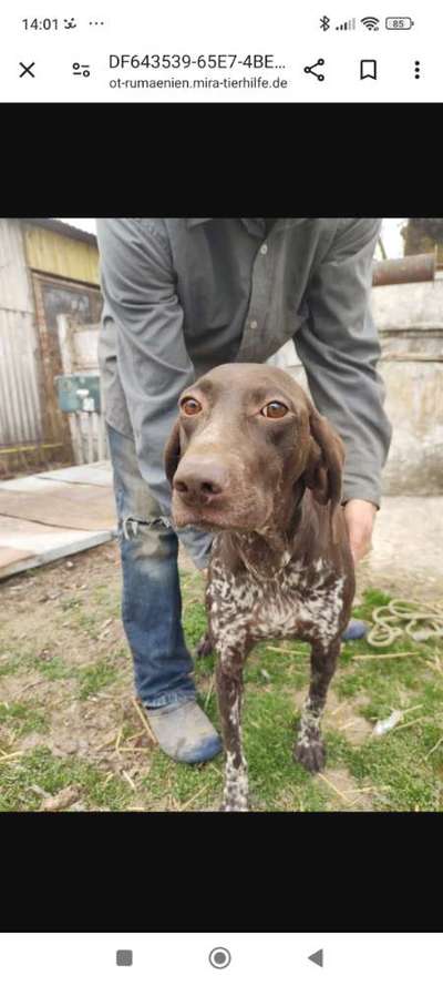 Tierschutzhunde suchen ein Zuhause-Beitrag-Bild