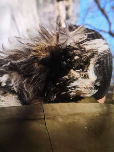 Tierschutzhunde suchen ein Zuhause-Beitrag-Bild