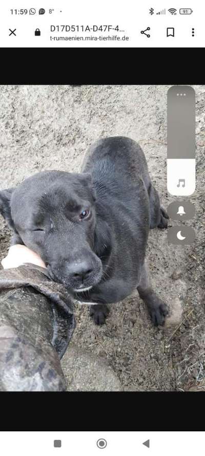 Tierschutzhunde suchen ein Zuhause-Beitrag-Bild