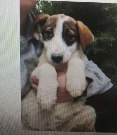 Tierschutzhunde suchen ein Zuhause-Beitrag-Bild