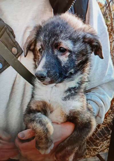 Tierschutzhunde suchen ein Zuhause-Beitrag-Bild