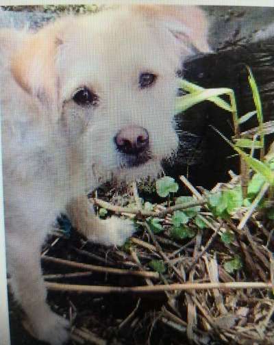 Tierschutzhunde suchen ein Zuhause-Beitrag-Bild
