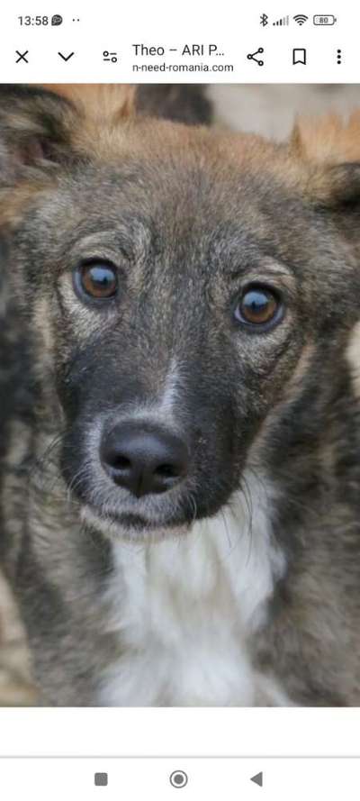 Tierschutzhunde suchen ein Zuhause-Beitrag-Bild