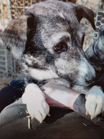 Tierschutzhunde suchen ein Zuhause-Beitrag-Bild