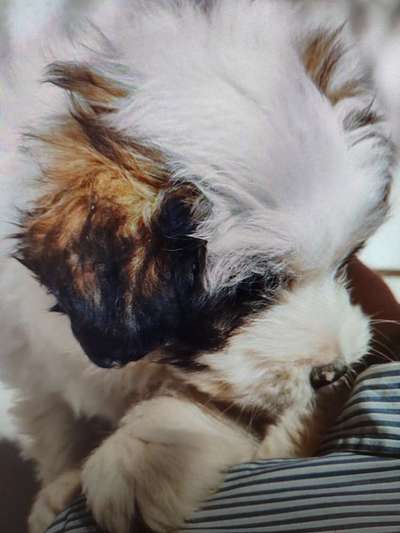 Tierschutzhunde suchen ein Zuhause-Beitrag-Bild