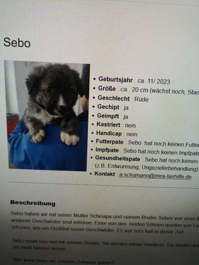 Tierschutzhunde suchen ein Zuhause-Beitrag-Bild