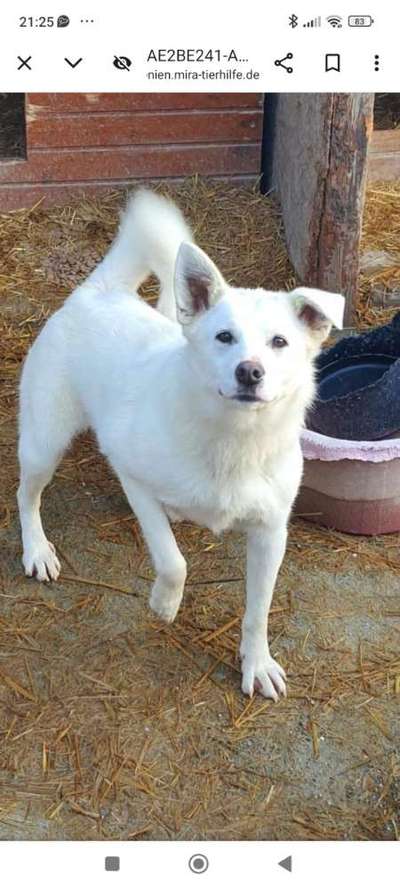 Tierschutzhunde suchen ein Zuhause-Beitrag-Bild